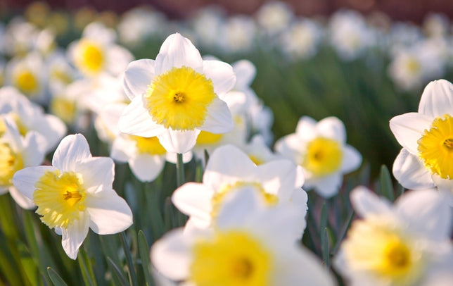 Les Fleurs de la Beauté