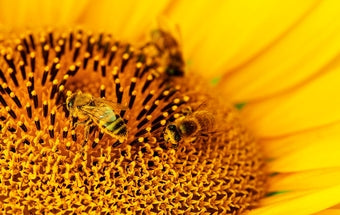 Attention au soleil !