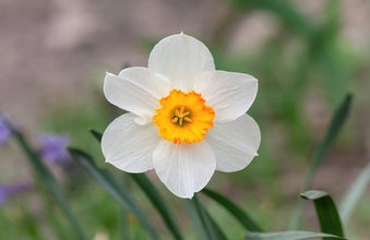 Les fleurs de la beauté